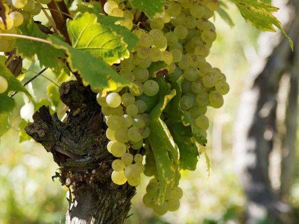 image grappe de raisin blanc sur pied de vigne