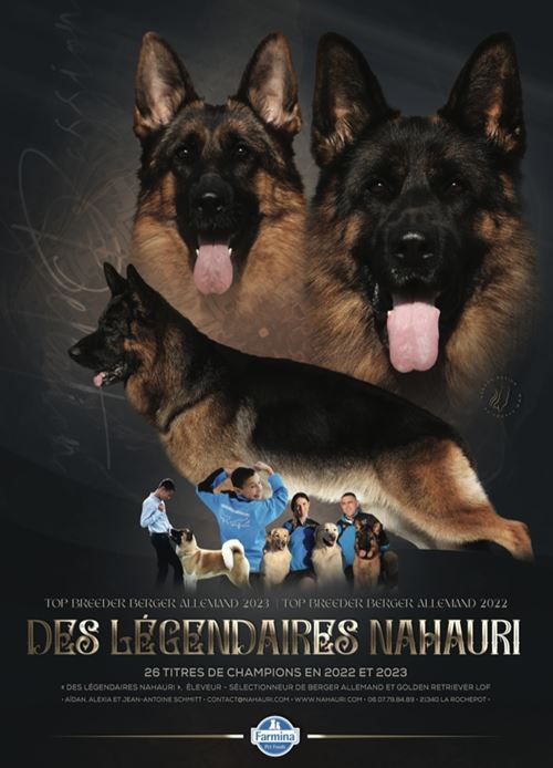chiens